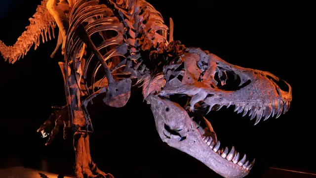 Dinópolis estrena nueva iluminación y escenografía en su Museo Paleontológico para esta temporada.