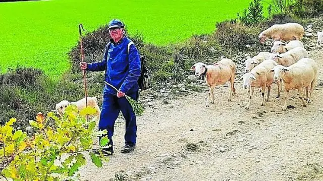 Abel Giral, con el rebaño de ovejas de su hijo, al que ayuda en el manejo del ganado por los campos de Guara.