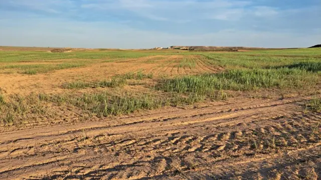 Cereal de secano en la comarca del Bajo Cinca afectado por la sequía.