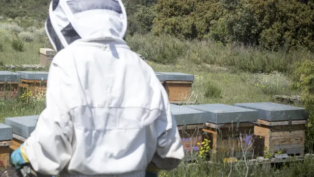 El proyecto pretende identificar estrategias y establecer líneas de resiliencia ante los nuevos desafíos que encaran los apicultores.