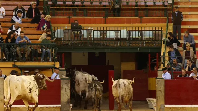 El sexto toro de la corrida de Couto de Fornilhos fue devuelto.