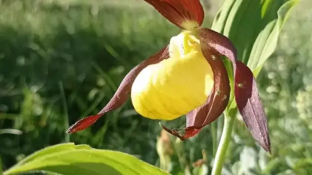 Un ejemplar de Zapatito de la Dama, la orquídea de Ordesa en peligro de extinción.
