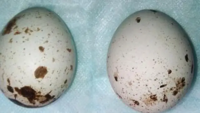Los huevos de milano, tras ser recuperados