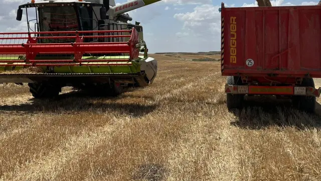 Un agricultor recogía este martes su cereal en una explotación de secano de Almudévar (Huesca).