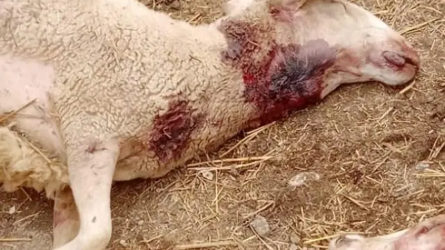 El ataque en un rebaño de Orés ha matado a cuatro ovejas y ha herido de muerte a otras tres.