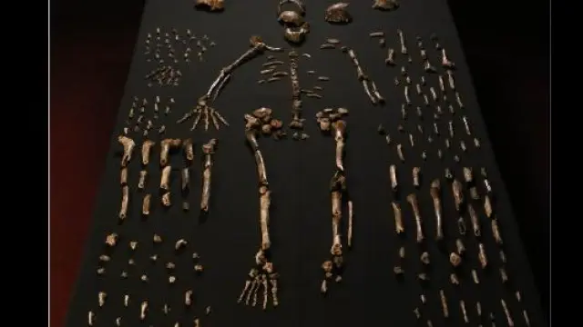 Especímenes de Homo naledi identificados en la galería Dinaledi. Se muestran 737 elementos anatómicos parciales o completos, de muchos de ellos se han encontrado varios especímenes.