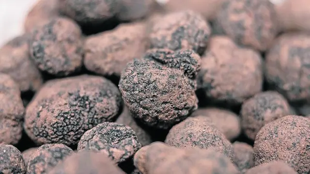 Aragón es el principal productor de trufa negra (Tuber melanosporum), el diamante negro de la gastronomía, donde es muy apreciada por su aroma
