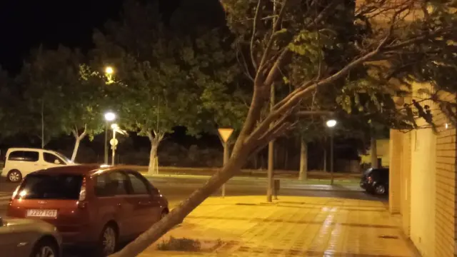 Un árbol derribado por la tormenta la noche del martes en Huesca.
