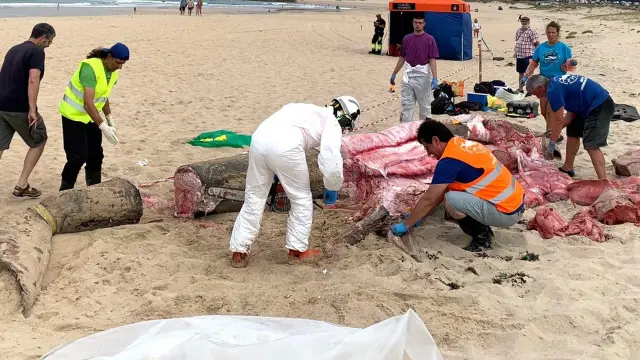 Trabajos de despiece del tiburón peregrino aparecido en una playa de Ferrol.