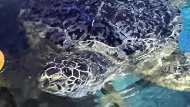 La tortuga Yellow, en una imagen del Sea Life de Benalmádena.