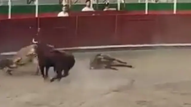 Momento de la embestida del toro a los cabestros en la plaza de toros de Barbastro.