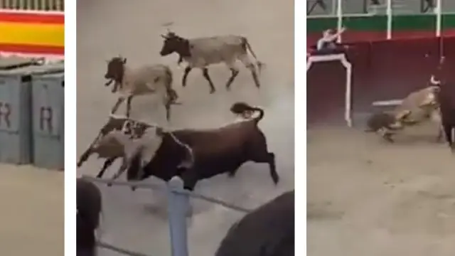 Secuencia de imágenes del desencajonamiento del toro y cómo embiste luego a los cabestros en la plaza de toros de Barbastro
