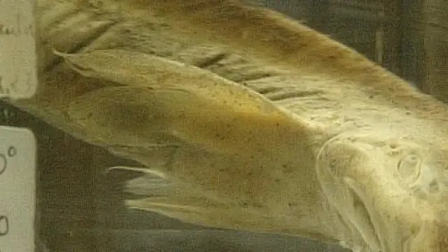 El ejemplar de Scyllium canícula o tiburón lija, en el Museo de Ciencias Naturales.