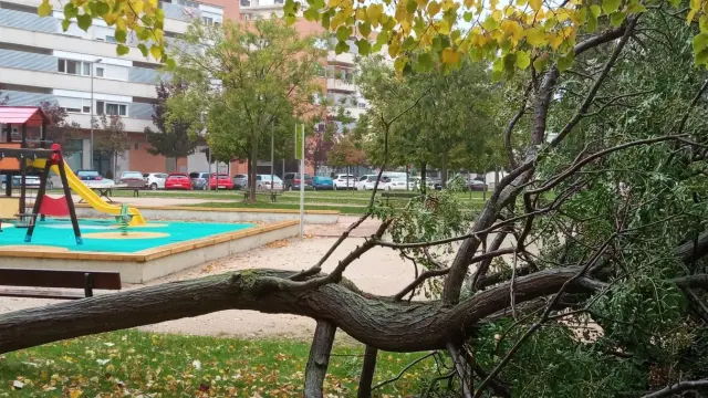 La tormenta de lluvia y viento provocó la caída de un fresno en el parque de Puerta del Pirineo de Huesca.
