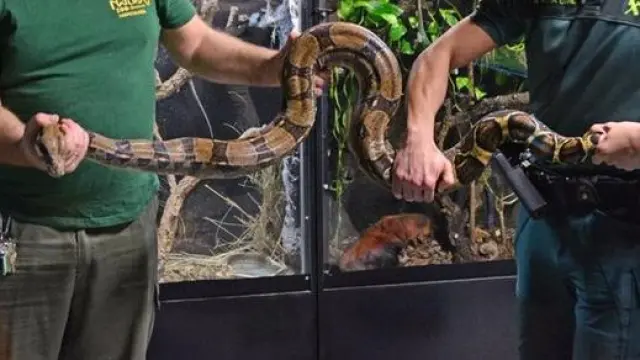 La serpiente ha sido trasladada al parque Terra Natura de Benidorm