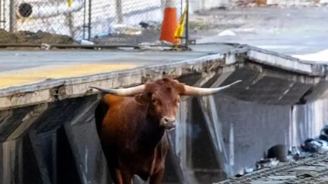 Un toro ha aparecido en las vías de tren de Nueva York y Nueva Jersey