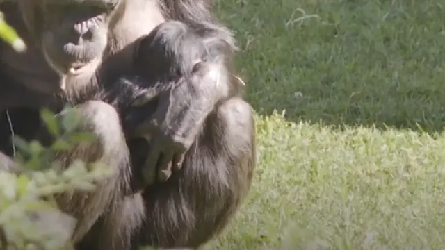 Nace una cría de una subespecie de chimpancé en peligro de extinción.