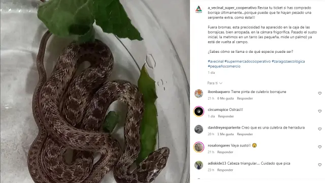 Una serpiente aparece en un supermercado de Zaragoza