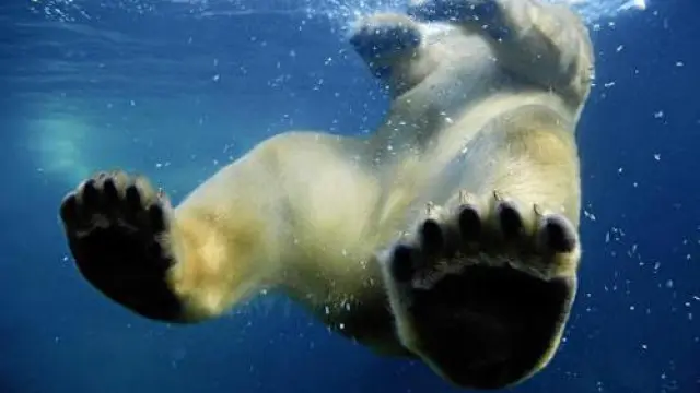 Una cámara acuática capta el momento en el que un oso se zambulle en un lago de agua helada