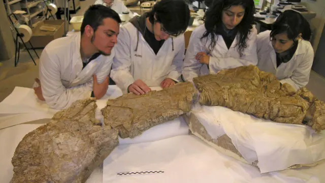 Alumnos de la Escuela de Restauración paleontológica inspeccionan los restos del Turiasaurus