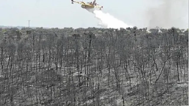 El 50% de las hectáreas arrasadas por las llamas eran zona forestal