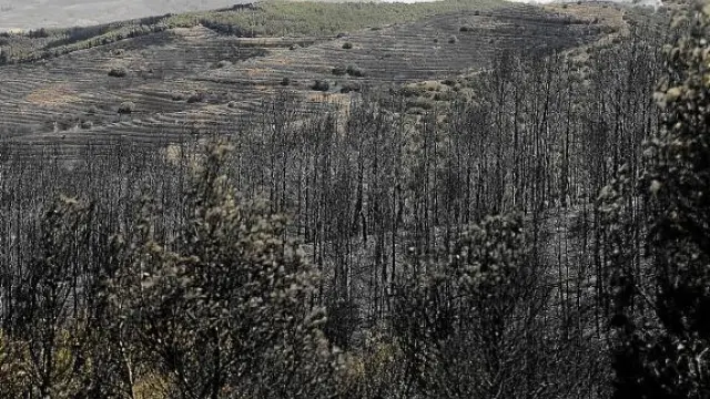 Bosques carbonizados por el incendio Valmadrid.