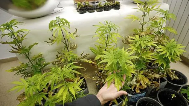 En California, los mayores de 21 años podrán cultivar hasta seis plantas de marihuana para uso recreativo.