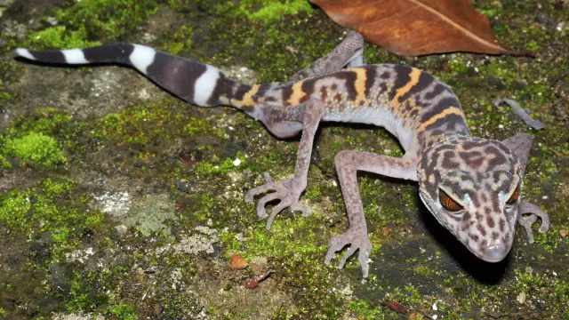 Un lagarto con piel de leopardo y ojos de gato, una de las nuevas especies descubiertas