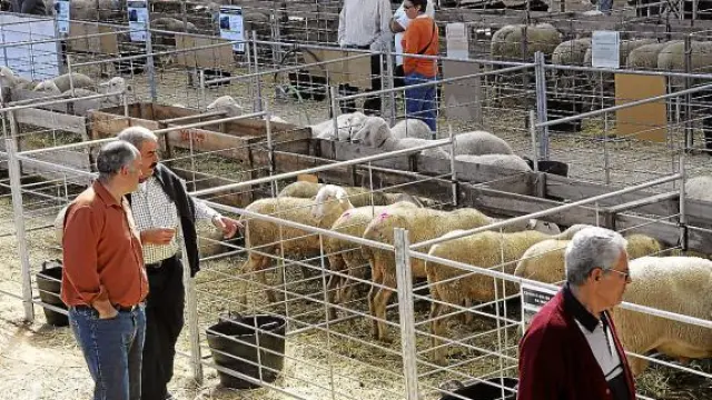 La Feria de Cedrillas resiste ante la crisis y atrae a un millar de ganaderos de medio país