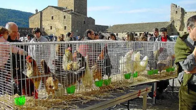 Exhibición de pollos y gallinas en una pasada edición de la Ferieta de Aínsa