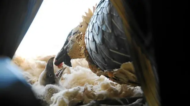 Un qubrantahuesos adulto alimenta a una de sus crías