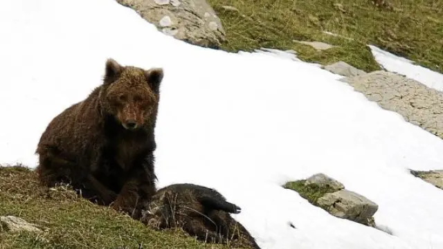 La foto de Camille, uno de los pocos osos autóctonos, fue tomada en noviembre en los montes de Ansó.