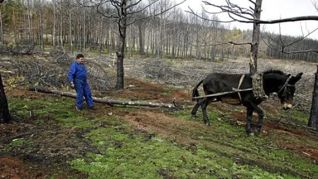 Las empresas madereras usan mulos para sacar los troncos aprovechables de las zonas quemadas.
