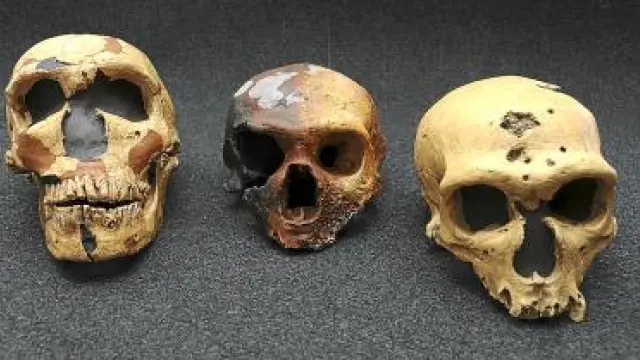 Cráneos utilizados por el equipo internacional de paleontólogos.