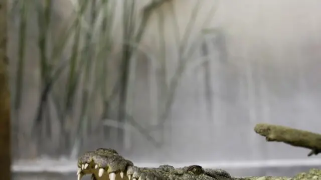 El cocodrilo del Acuario.