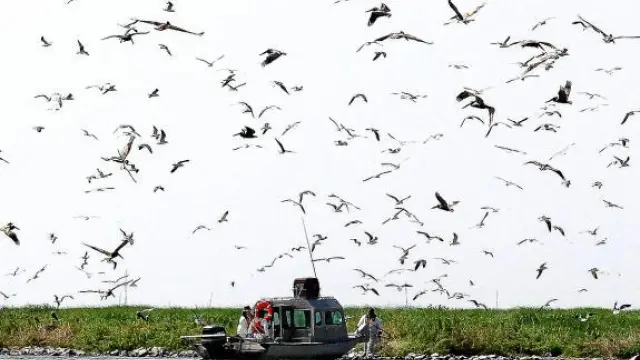 Un equipo de rescate de aves ayuda a los pelícanos afectados por el petróleo en Luisiana, ayer.