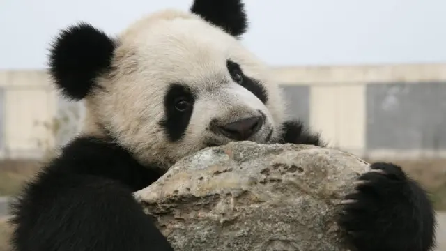 El oso panda ha sido un icono del ecologismo