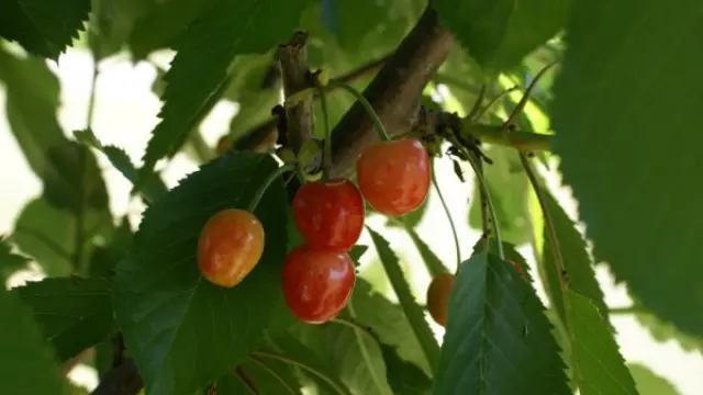 Frutos de un cerezo recuperado en Alquézar