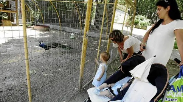 Una niña contempla uno de los pavos reales del punto zoológico del Parque Miguel Servet.