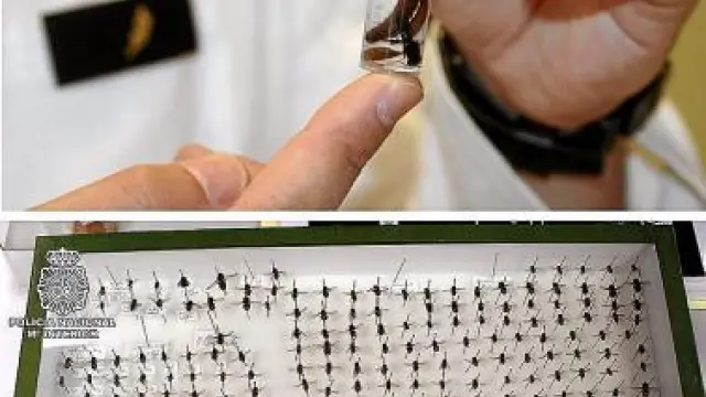 Análisis de pruebas de insectos en el laboratorio de la Policía.