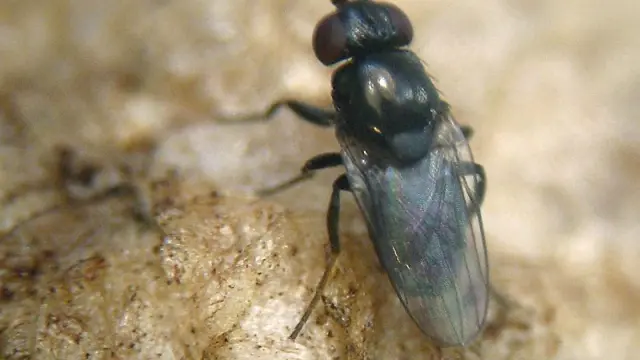 Una de las moscas estudiadas en el Zoobotánico de Jerez