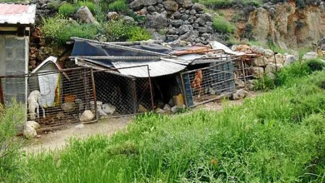 Un cazador de Albarracín, denunciado por mantener 18 perros hacinados y descuidados