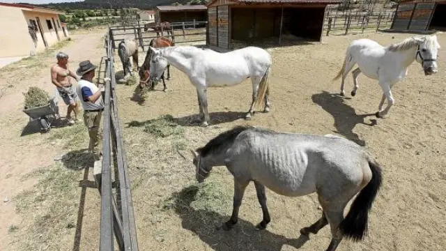 Trabajadores del centro hípico Alcafas suministran forraje a los caballos del establecimiento.