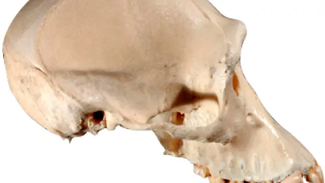 Vista de perfil del cráneo de un chimpancé