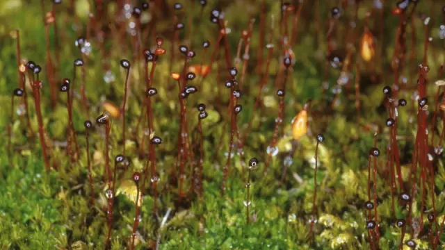 'Catoscopium nigritum', un musgo que en la Península es exclusivo del Pirineo