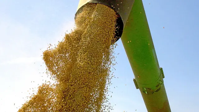 El alza de los precios del cereal crea tensiones entre productores y fabricantes de piensos.