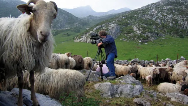 Moreno filmando entre ovejas latxas