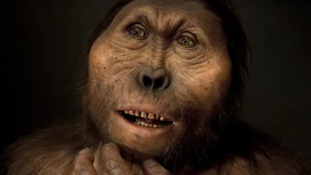 El Paranthropus boisei presenta una mandíbula más robusta y una cara más y ancha debido a su dieta vegetariana