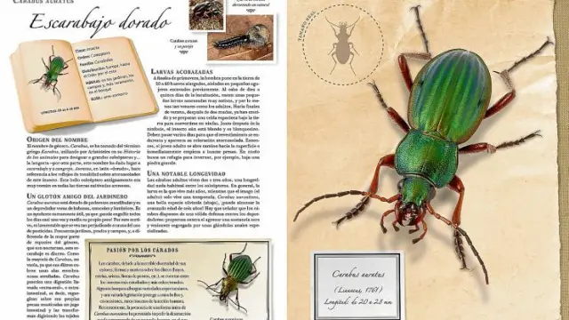 Extracto del libro 'Pequeña colección de insectos', que muestra con detalle el escarabajo dorado, de Sonia Dourlot y editado por Larousse .