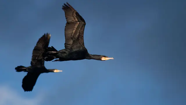Pareja de cormoranes adultos (Phalacrocorax carbo)